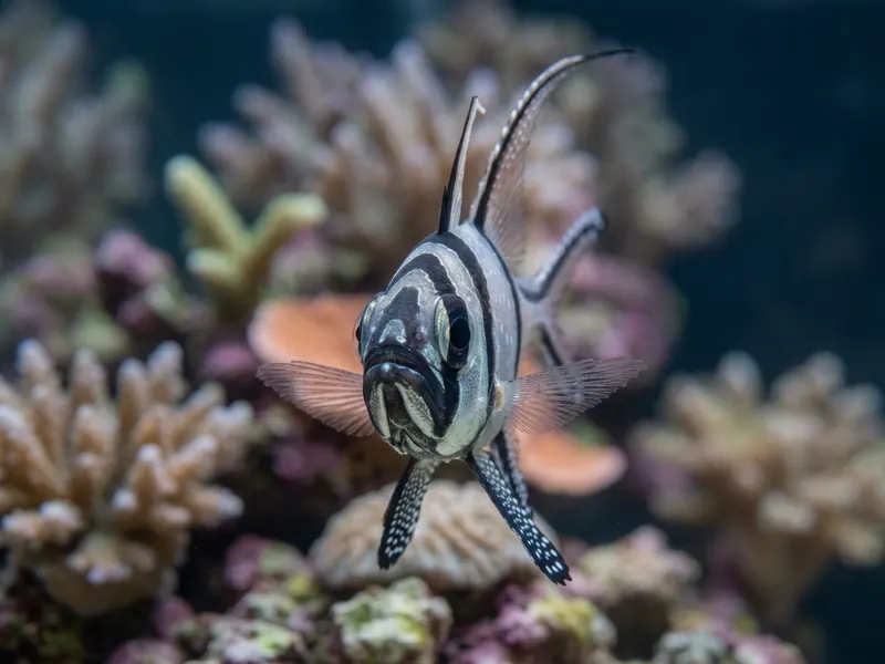 Banggai Cardinalfish aquarium fish — image 5