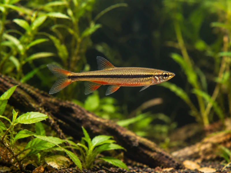 Beckford’s Pencilfish — aquarium view 1