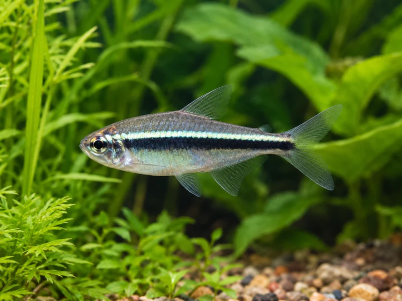 Black Neon Tetra — aquarium view 1
