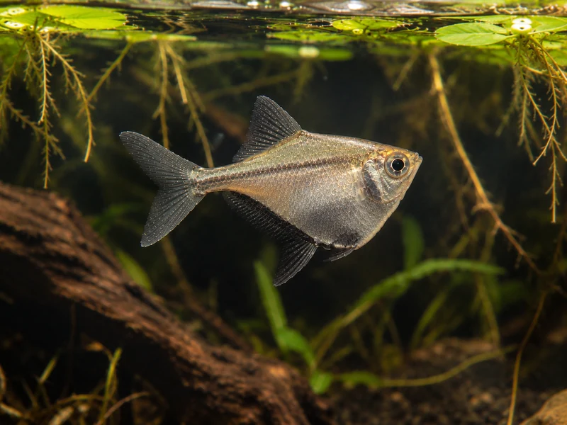 Blackwing Hatchetfish — aquarium view 1