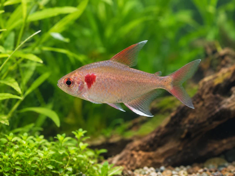 Bleeding Heart Tetra — aquarium view 1