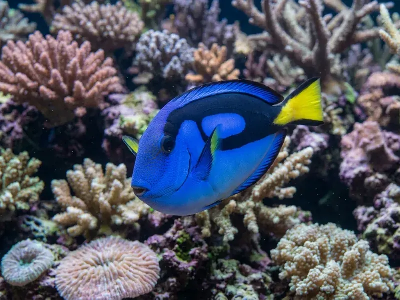 Blue Tang aquarium fish