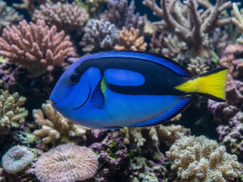 Blue Tang aquarium fish