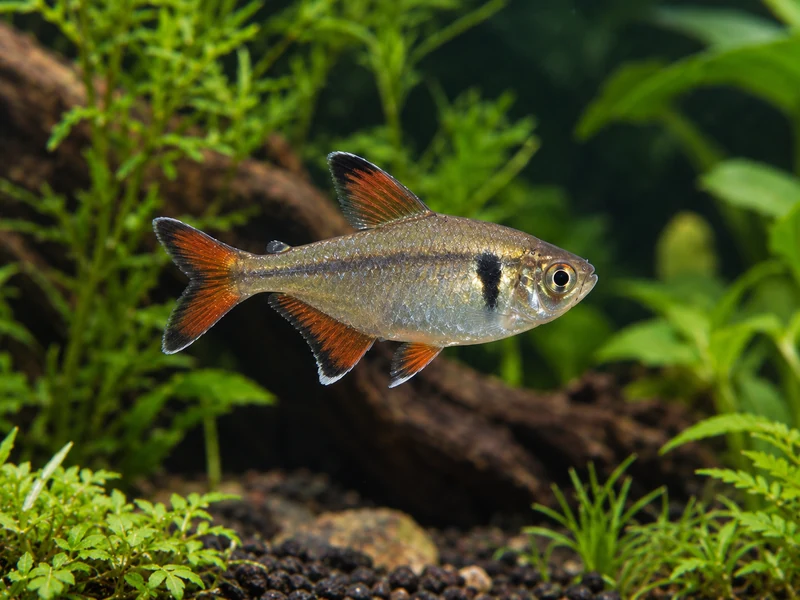Buenos Aires Tetra — aquarium view 1