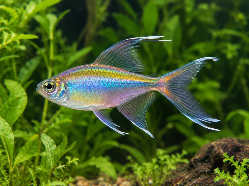 Congo Tetra — aquarium view 1