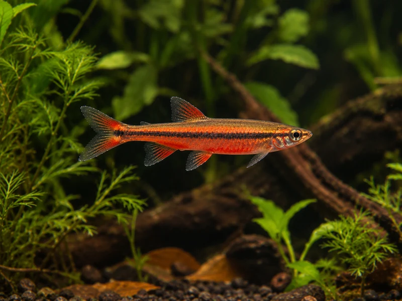 Coral Red Pencilfish — aquarium view 1
