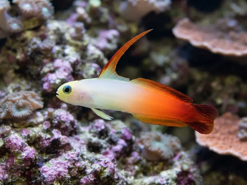 Firefish Goby aquarium fish — image 2