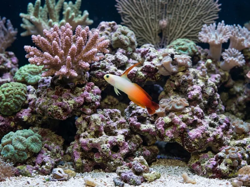Firefish Goby aquarium fish — image 3