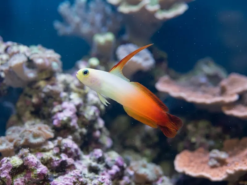 Firefish Goby aquarium fish — image 4