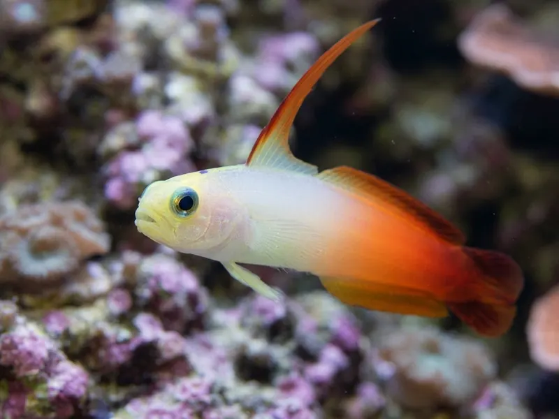 Firefish Goby aquarium fish — image 5