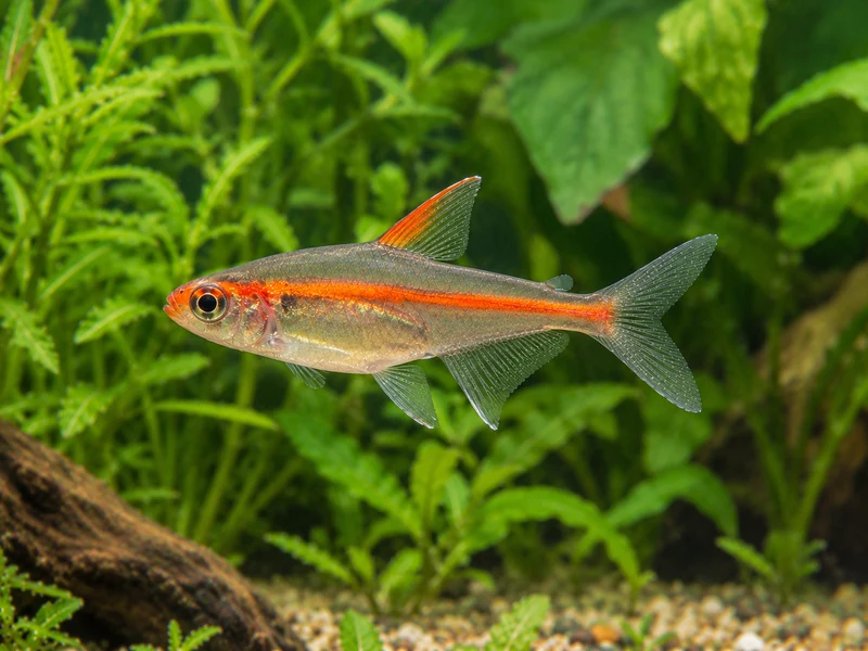 Glowlight Tetra — aquarium view 1