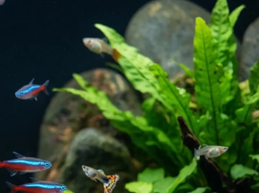 Guppy Fish in an aquarium