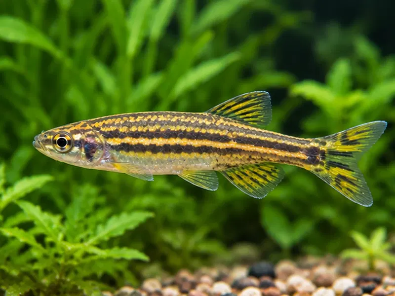 Kyathit Danio — aquarium view 1