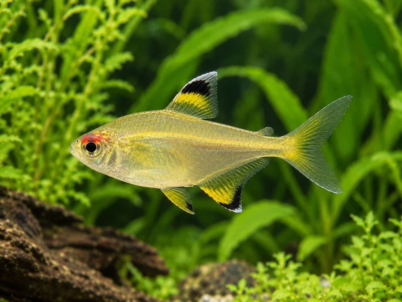 Lemon Tetra — aquarium view 1