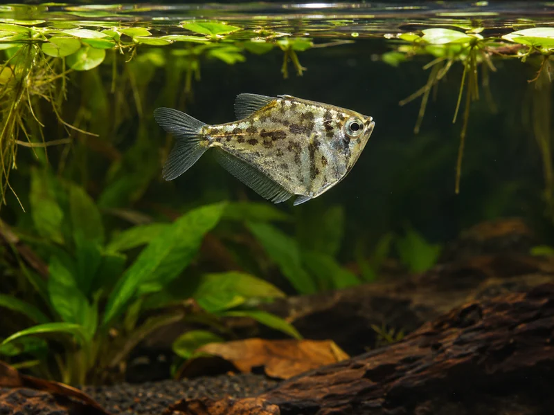 Marbled Hatchetfish — aquarium view 1