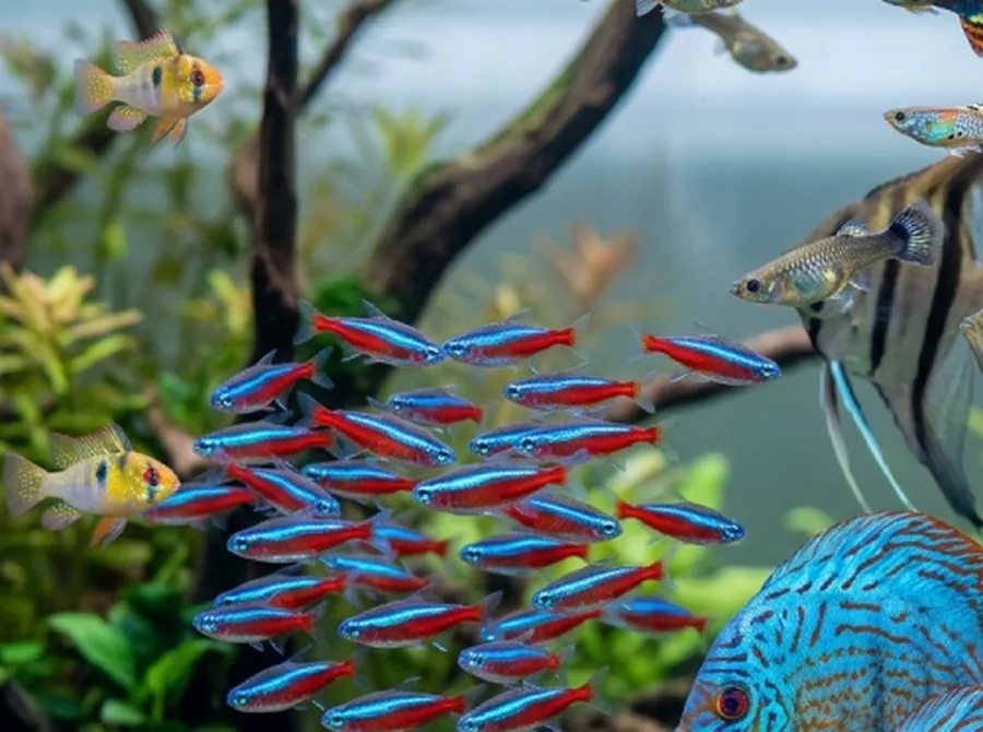 Neon Tetra in a planted aquarium