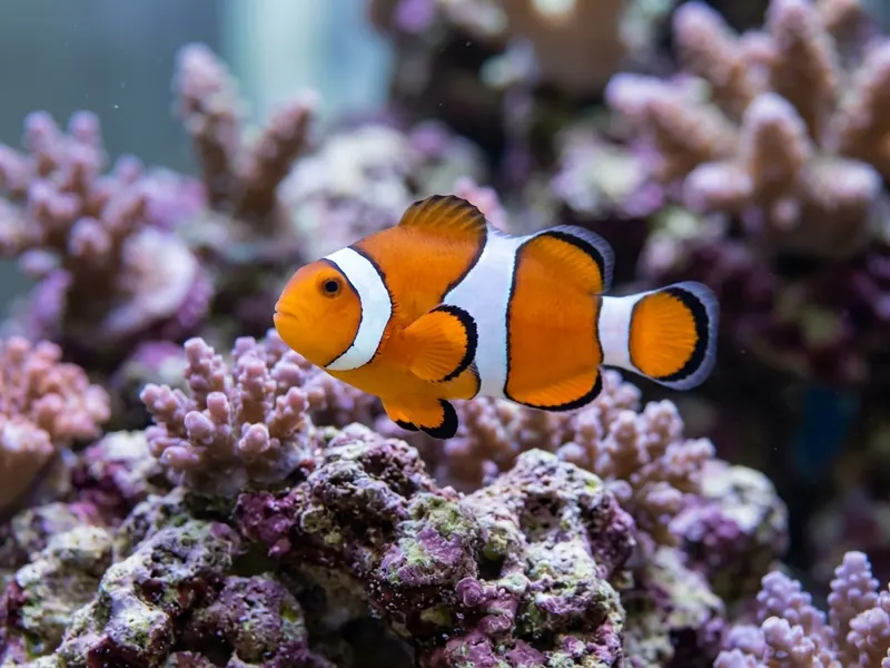 Ocellaris Clownfish
