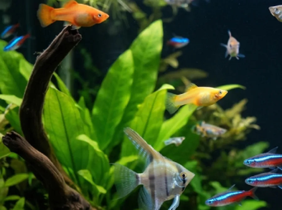 Platy Fish in a planted aquarium