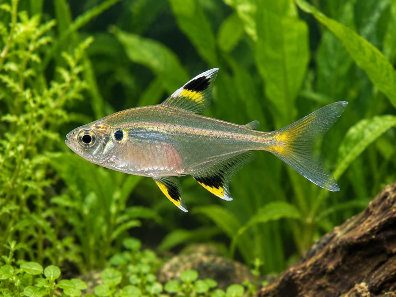 Pristella Tetra — aquarium view 1
