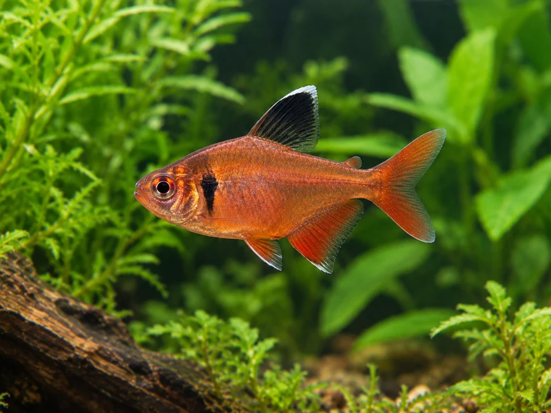 Serpae Tetra — aquarium view 1