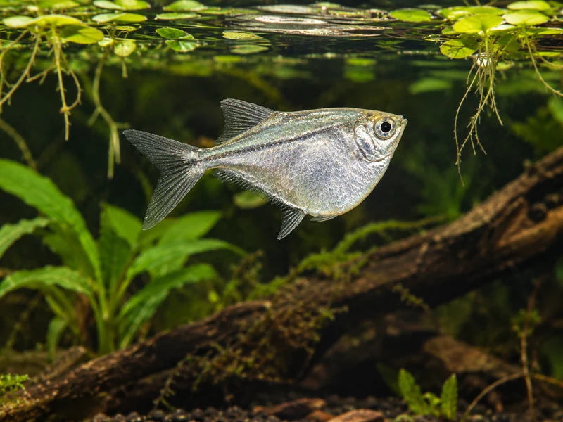 Silver Hatchetfish — aquarium view 1