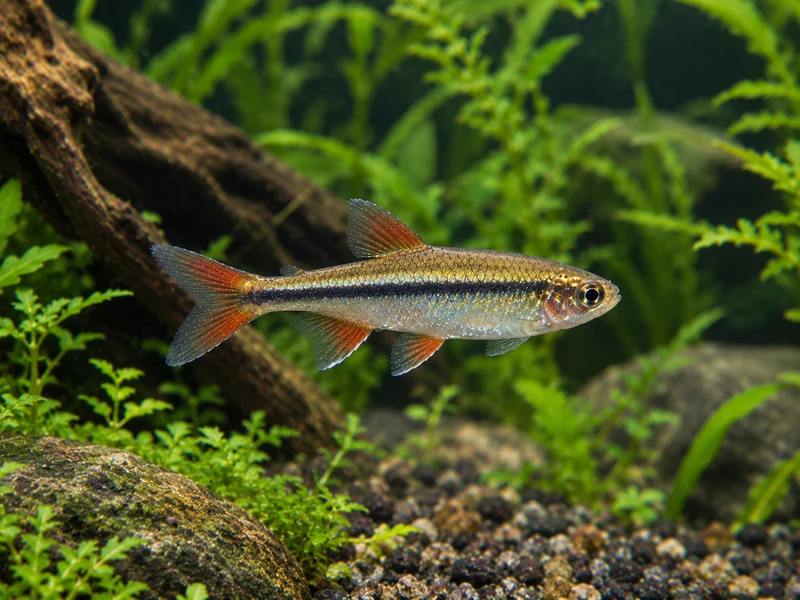 Vietnamese Cardinal Minnow — aquarium view 1