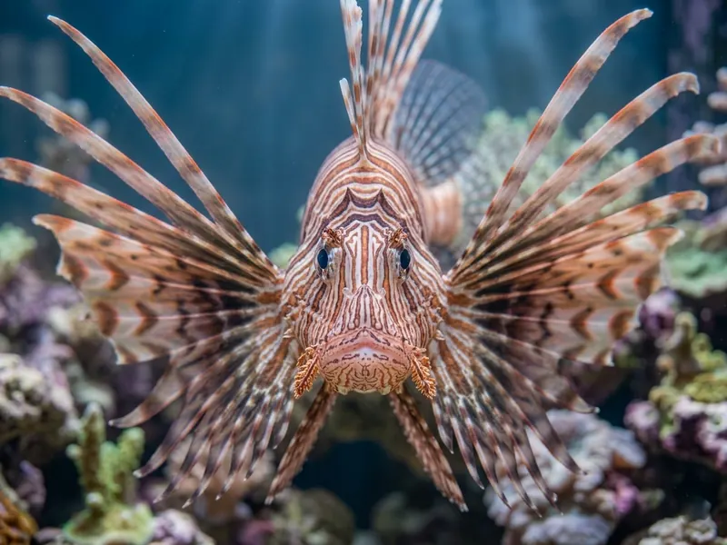 Volitan Lionfish aquarium fish — image 5