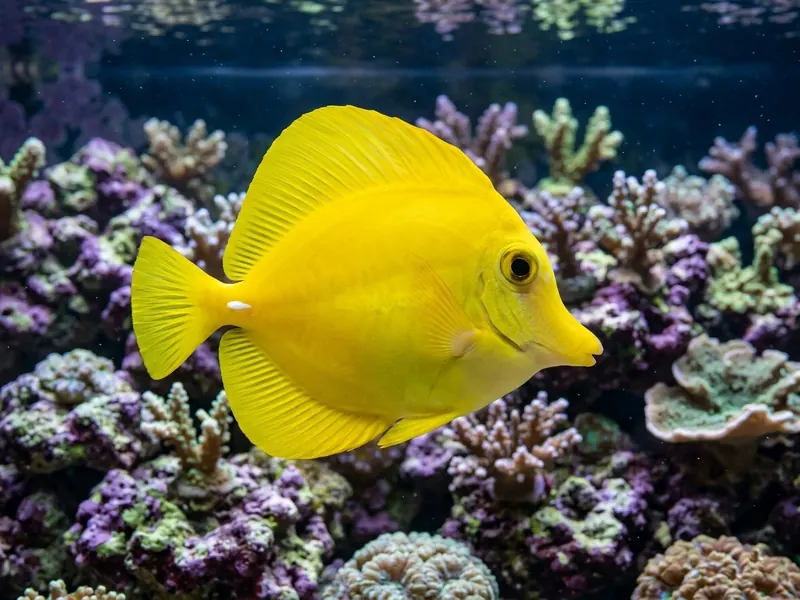 Yellow Tang aquarium fish — image 3