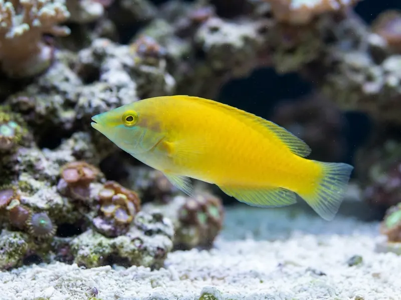 Yellow Wrasse