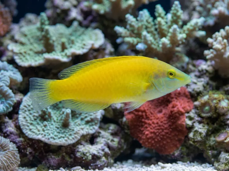 Yellow Wrasse aquarium fish — image 2