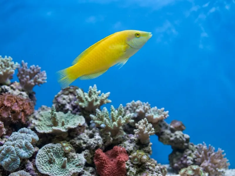 Yellow Wrasse aquarium fish — image 3