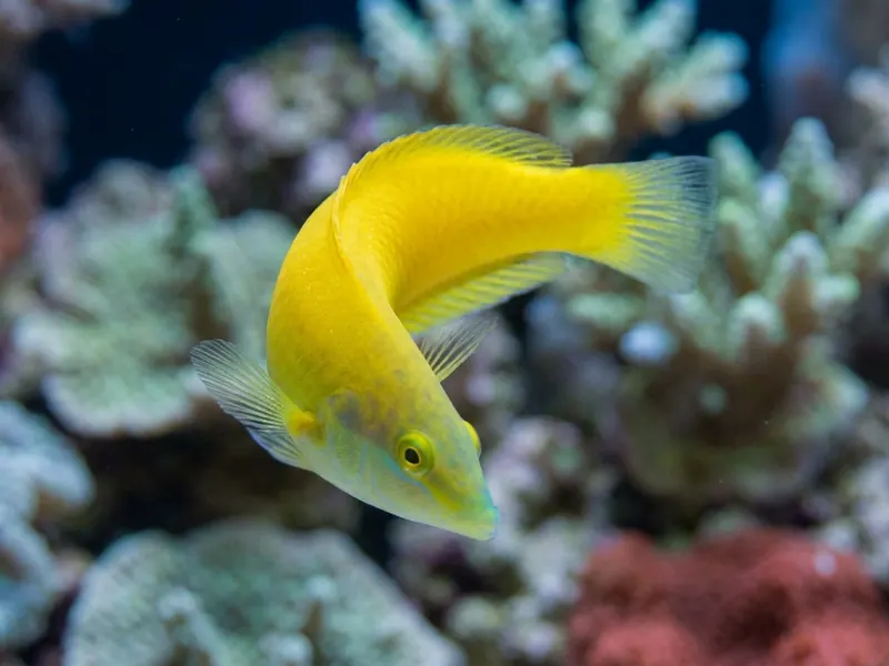 Yellow Wrasse aquarium fish — image 4