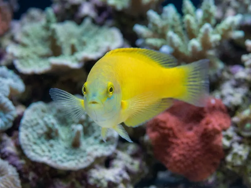Yellow Wrasse aquarium fish — image 5