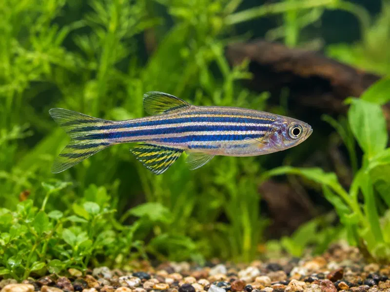 Zebra Danio — aquarium view 1